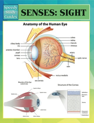 表紙画像: Senses: Sight Speedy Study Guides 9781634286343