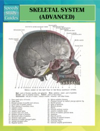 Titelbild: Skeletal System Advanced Speedy Study Guides 9781634286350