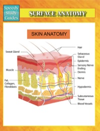 Cover image: Surface Anatomy Speedy Study Guides 9781634286374