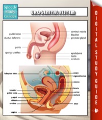 Cover image: Urogenital System Speedy Study Guides 9781634286398