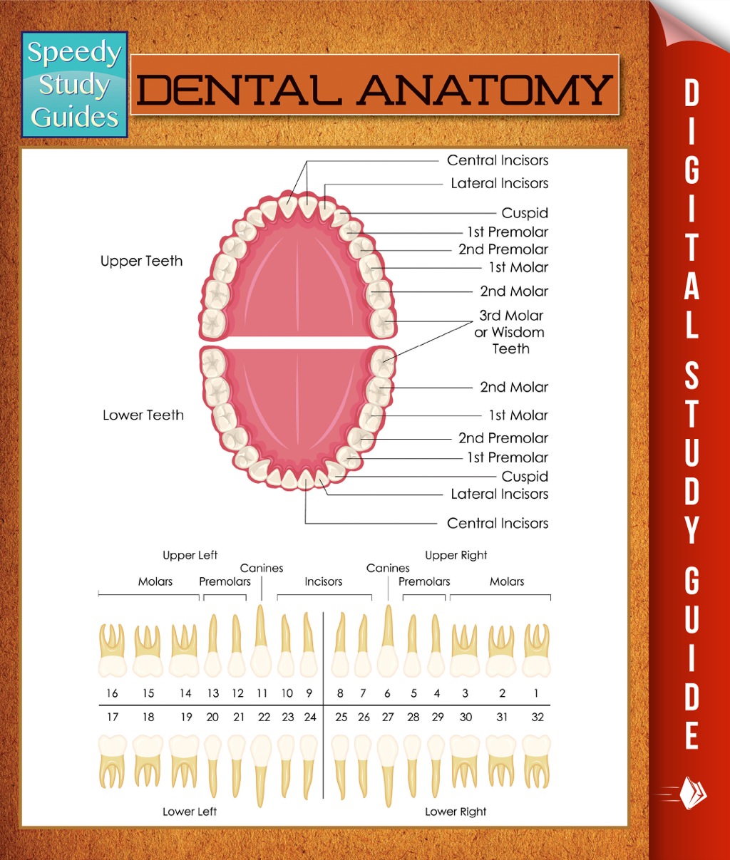 Dental Anatomy Speedy Study Guides