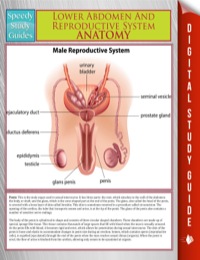 صورة الغلاف: Lower Abdomen And Reproductive System Anatomy (Speedy Study Guide) 9781635014877