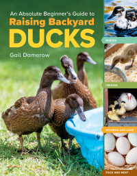 Cover image: An Absolute Beginner's Guide to Raising Backyard Ducks 9781635865295
