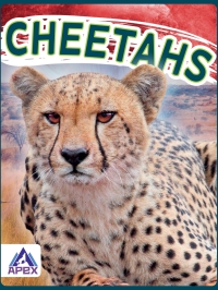 صورة الغلاف: Cheetahs 1st edition 9781637380284