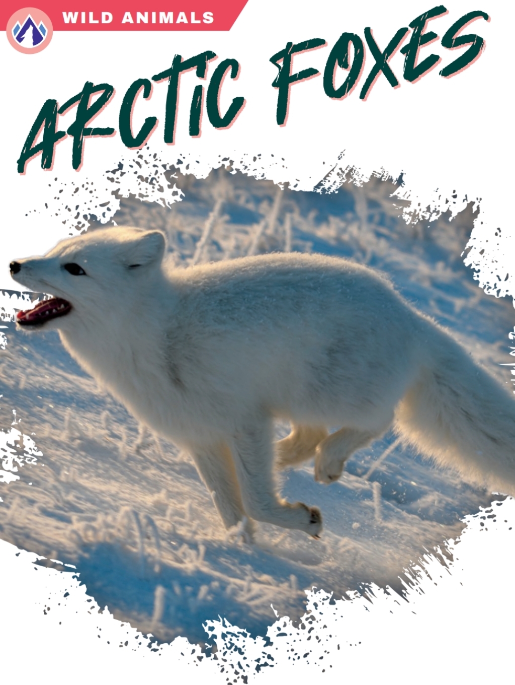 Arctic Foxes 1st Edition