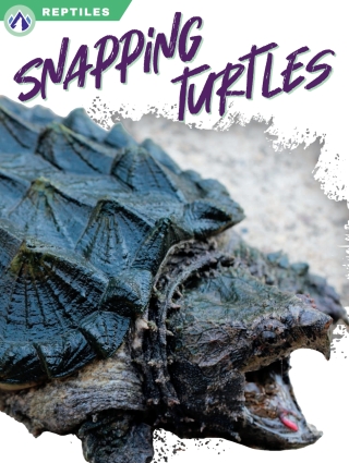 Imagen de portada: Snapping Turtles 1st edition 9781637385494