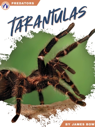 Imagen de portada: Tarantulas 1st edition 9781637387771