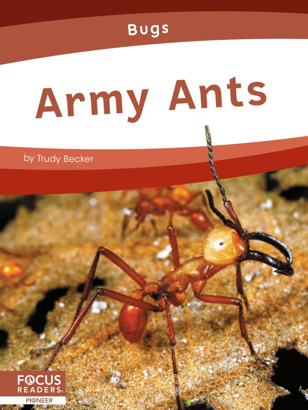Army Ants 1st Edition