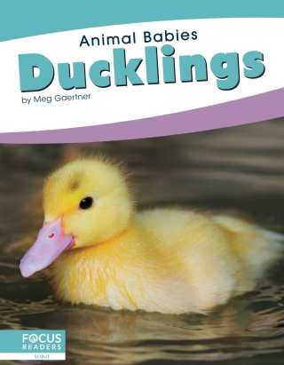 Imagen de portada: Ducklings 1st edition 9781641857451