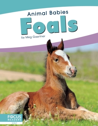 Imagen de portada: Foals 1st edition 9781641857475
