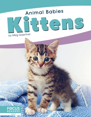 Imagen de portada: Kittens 1st edition 9781641857482