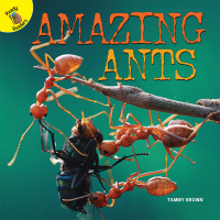 Cover image: Amazing Ants 9781641561563