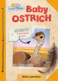 صورة الغلاف: Baby Ostrich 1st edition 9781649962218