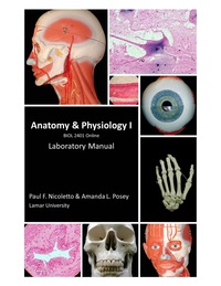 Cover image: Anatomy and Physiology II; Online Course 1st edition 9781680361575
