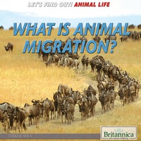 Cover image: What Is Animal Migration? 1st edition 9781680480108