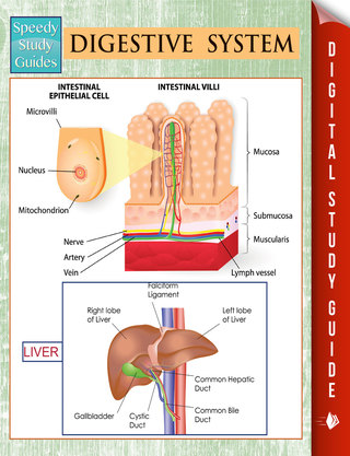 Imagen de portada: Digestive System (Speedy Study Guides) 9781681456690