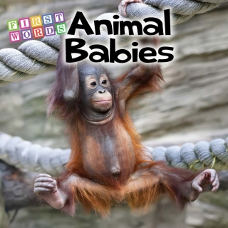 Cover image: Animal Babies 9781681919843