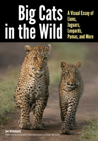 Cover image: Big Cats in The Wild 9781682033241