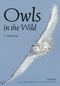 Imagen de portada: Owls In The Wild 9781682033340