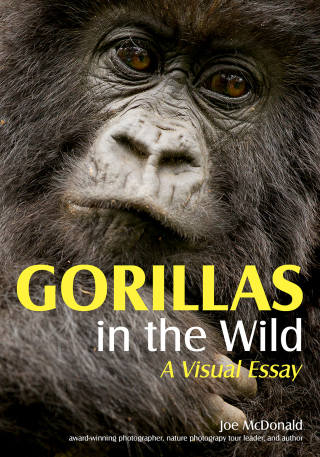 Cover image: Gorillas in the Wild