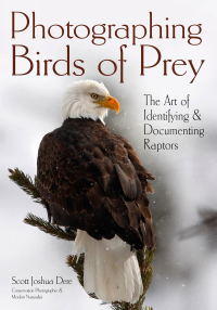 Omslagafbeelding: Photographing Birds of Prey