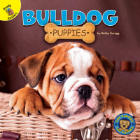 Cover image: Bulldog Puppies 9781731628619