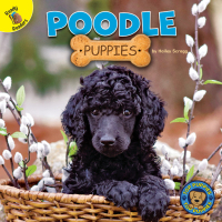 Cover image: Poodle Puppies 9781731628640