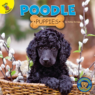 Imagen de portada: Poodle Puppies 9781731628640
