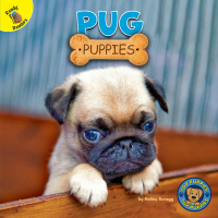 Imagen de portada: Pug Puppies 9781731628756