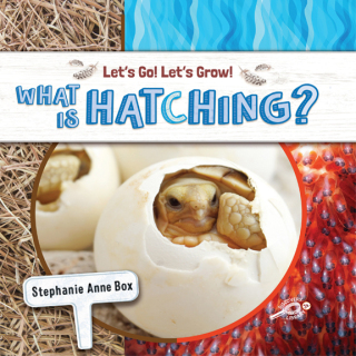 Imagen de portada: What Is Hatching? 9781731652218