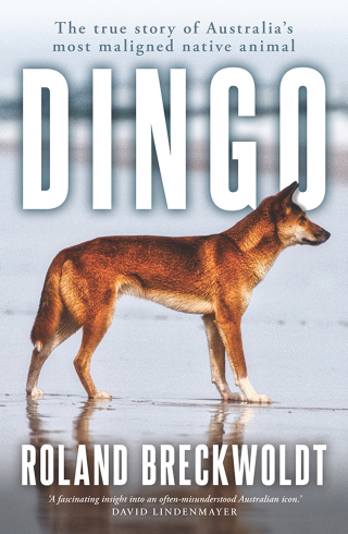 Cover image: Dingo 9781761471179