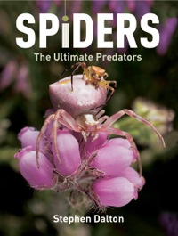 Cover image: Spiders 9781554079759