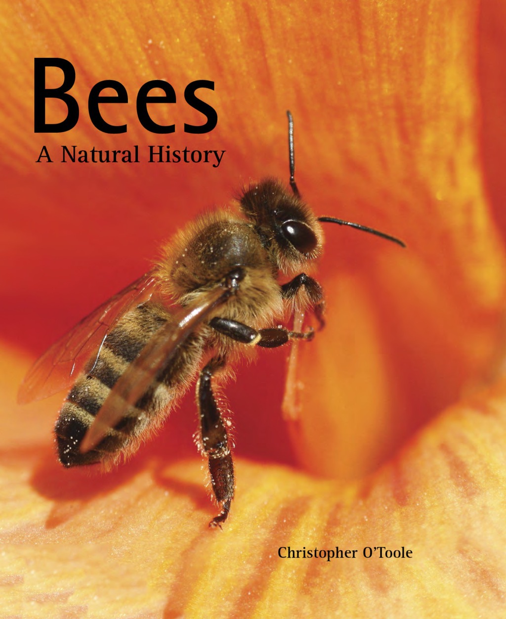 Bees eBook