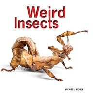 Omslagafbeelding: Weird Insects 9781770852341
