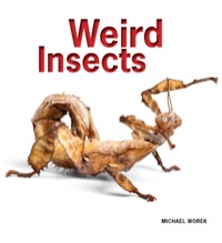 صورة الغلاف: Weird Insects 9781770852341