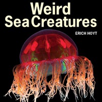 Omslagafbeelding: Weird Sea Creatures 9781770851917