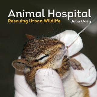 Cover image: Animal Hospital 9781770855717