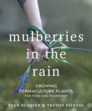 Cover image: Mulberries in the Rain 9781774060032
