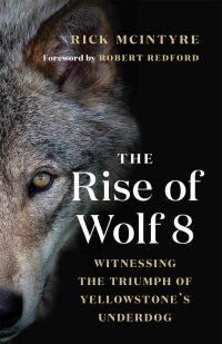 Cover image: The Rise of Wolf 8 9781771645218
