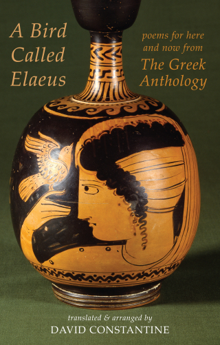 Cover image: A Bird Called Elaeus 9781780377223