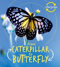 Cover image: Lifecycles: Caterpillar to Butterfly 9781786036148