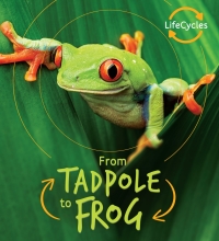Cover image: Lifecycles: Tadpole to Frog 9781786036230
