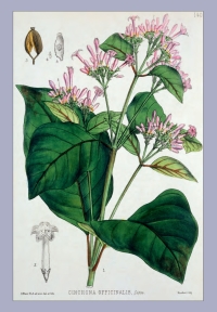 Imagen de portada: Medicinal Plants of the World 9781786393258