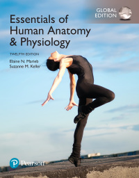 Titelbild: Essentials of Human Anatomy & Physiology, Global Edition 12th edition 9781292216119