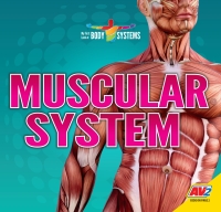 Imagen de portada: Muscular System 1st edition 9781791118808