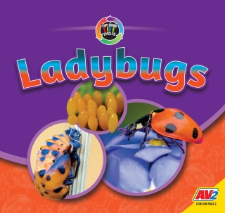 Imagen de portada: Ladybugs 1st edition 9781791127206