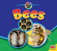 Imagen de portada: Bees 1st edition 9781791139117
