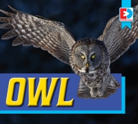 Imagen de portada: Owl 1st edition 9781791142063