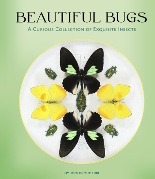 Imagen de portada: Beautiful Bugs 9781797243047
