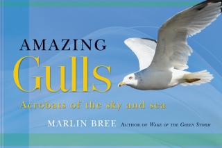 Cover image: Amazing Gulls 9781892147271
